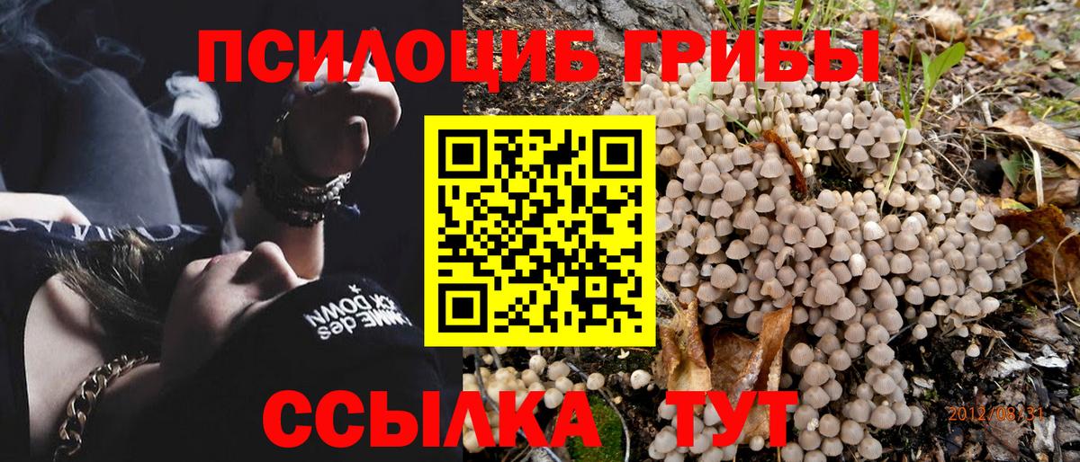 Галлюциногенные грибы Psilocybine cubensis Нарткала
